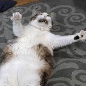 Meet your Posher, Sam